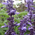 Salvia farinacea 'Evolution' fleur